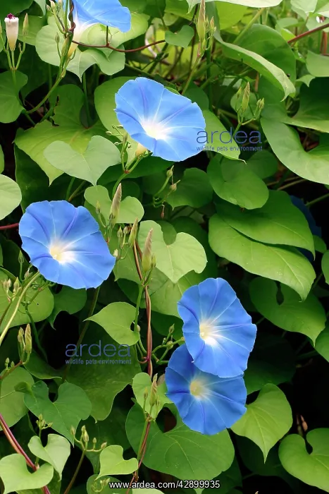 : Morning Glory / Ipomoea : Morning Glory / Ipomoea