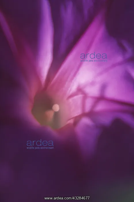 : Morning Glory, Ipomoea purpurea, Close up studio : Morning Glory, Ipomoea purpurea, Close up studio