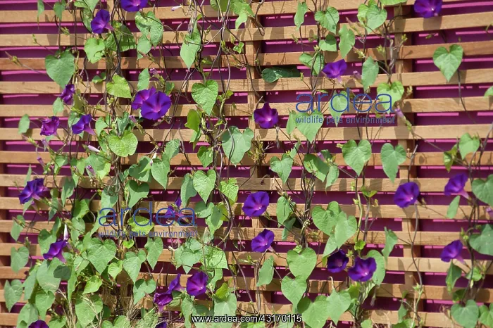 : Morning glory, Ipomoea purpurea, Purple flowered : Morning glory, Ipomoea purpurea, Purple flowered
