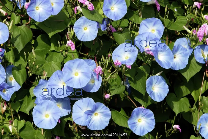 : Morning Glory - mass : Morning Glory - mass