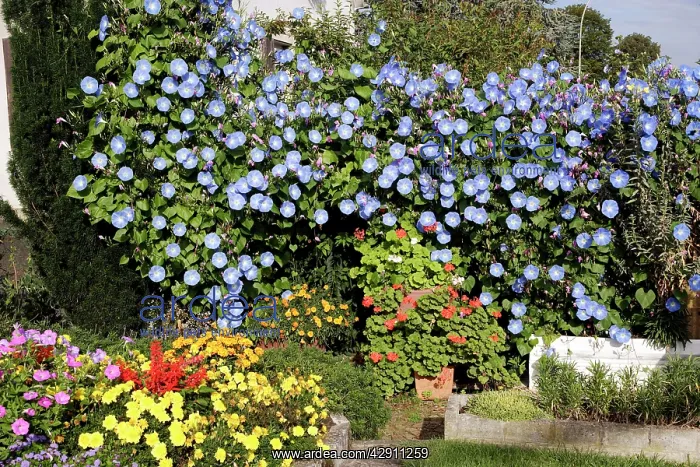 : Morning Glory - mass in garden : Morning Glory - mass in garden