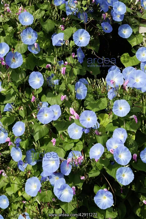 : Morning Glory - mass in garden : Morning Glory - mass in garden