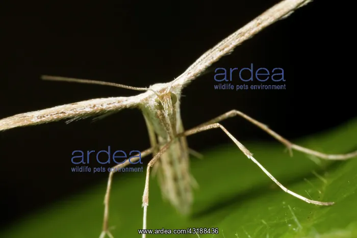 : Morning Glory Plume Moth : Morning Glory Plume Moth