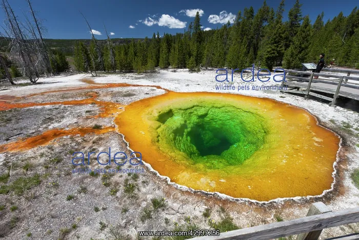 : Morning Glory Pool - and tourist Upper Geyser Basin : Morning Glory Pool - and tourist Upper Geyser Basin