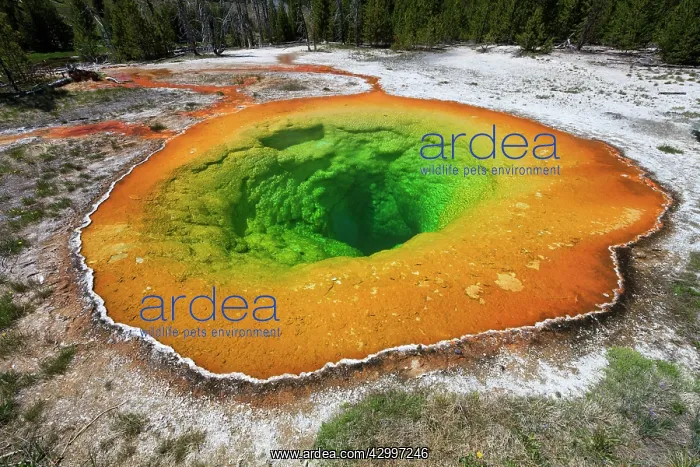 : Morning Glory Pool Upper Geyser Basin, Yellowstone : Morning Glory Pool Upper Geyser Basin, Yellowstone