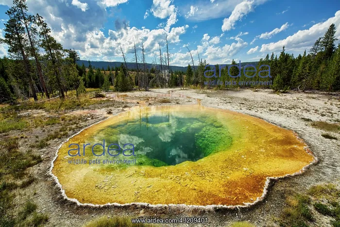 : Morning Glory Pool In the Yellowstone National Park : Morning Glory Pool In the Yellowstone National Park