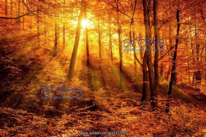 : Morning haze in autumn forest, golden light, sun : Morning haze in autumn forest, golden light, sun