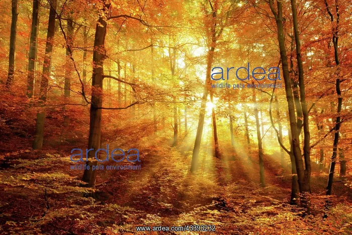 : Morning haze in the forest, golden light, sunbeams : Morning haze in the forest, golden light, sunbeams