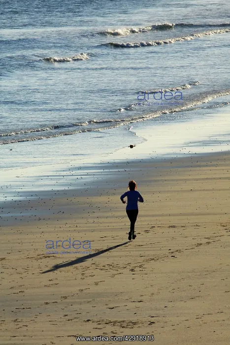 : Morning Jogger - on North Sea beach : Morning Jogger - on North Sea beach