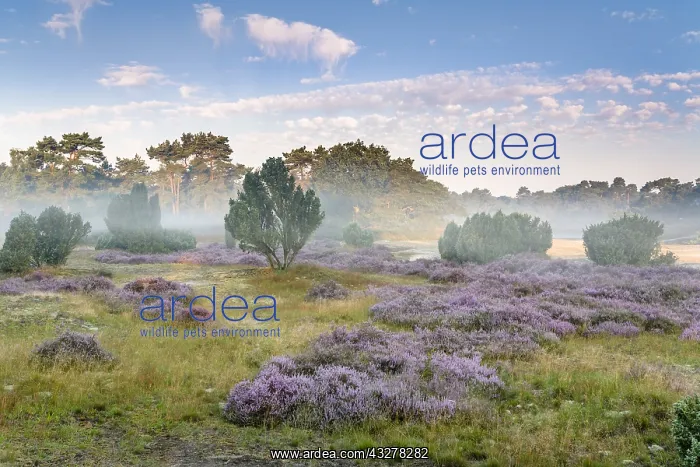 : Morning light over Dutch heathland with Common : Morning light over Dutch heathland with Common