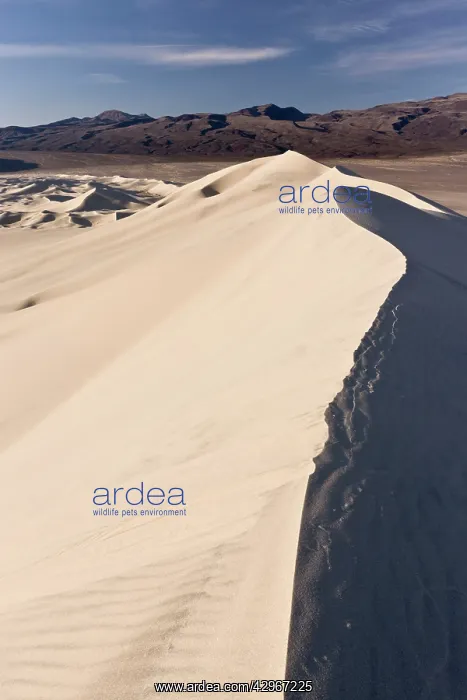 : Morning light over Eureka sand-dunes, high dunes : Morning light over Eureka sand-dunes, high dunes
