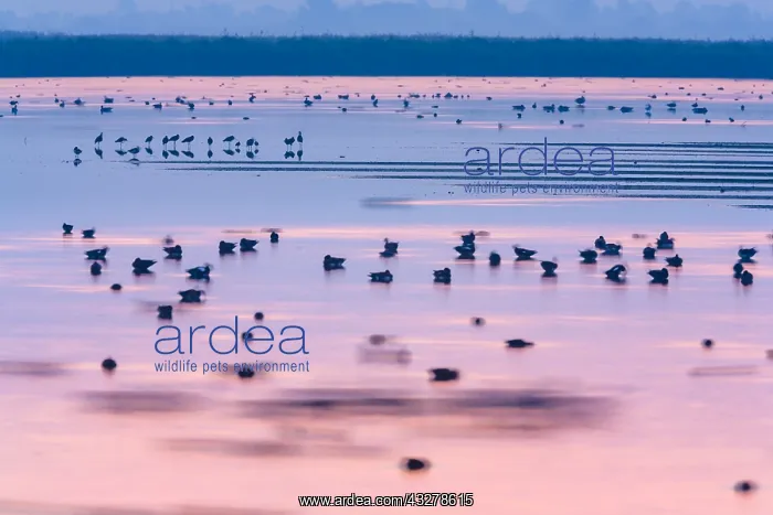 : Morning light on marsh flat with group of ducks : Morning light on marsh flat with group of ducks