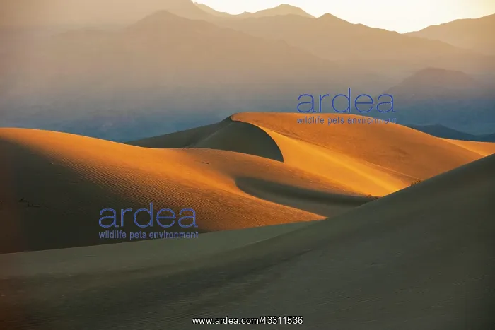 : Morning light at the Mesquite Sand Dunes, Death : Morning light at the Mesquite Sand Dunes, Death