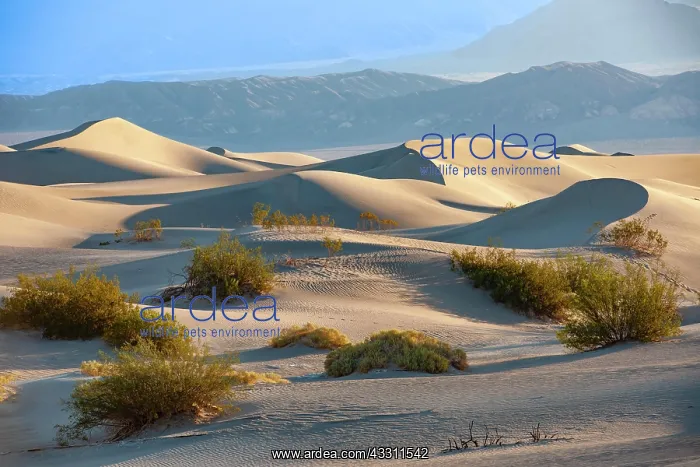 : Morning light at the Mesquite Sand Dunes, Death : Morning light at the Mesquite Sand Dunes, Death