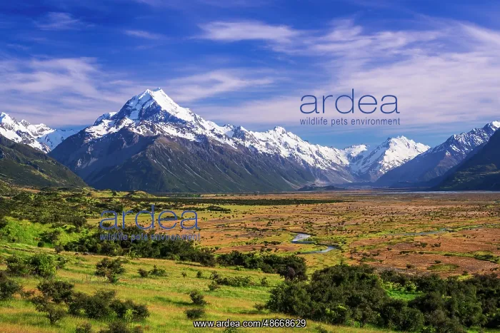 : Morning light on Mount Cook, Aoraki Mount Cook National : Morning light on Mount Cook, Aoraki Mount Cook National