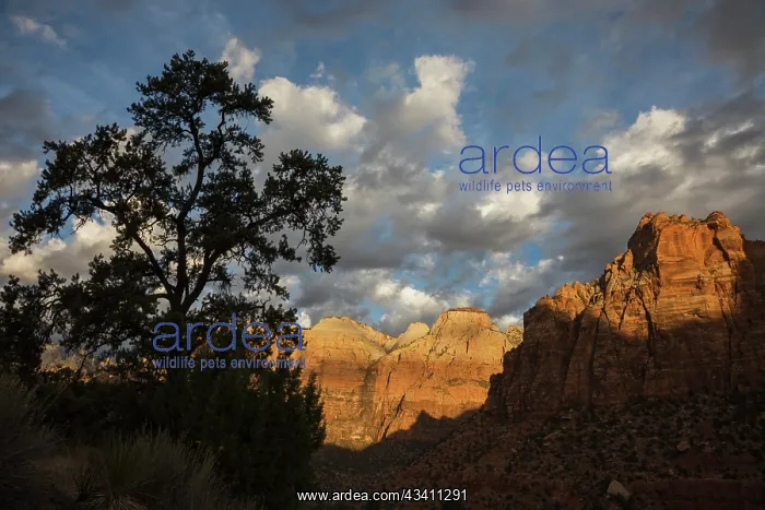 : Morning light, Zion National Park : Morning light, Zion National Park
