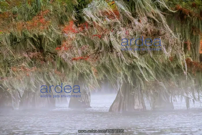 : Morning mist and autumn colors on Caddo Lake, Texas : Morning mist and autumn colors on Caddo Lake, Texas