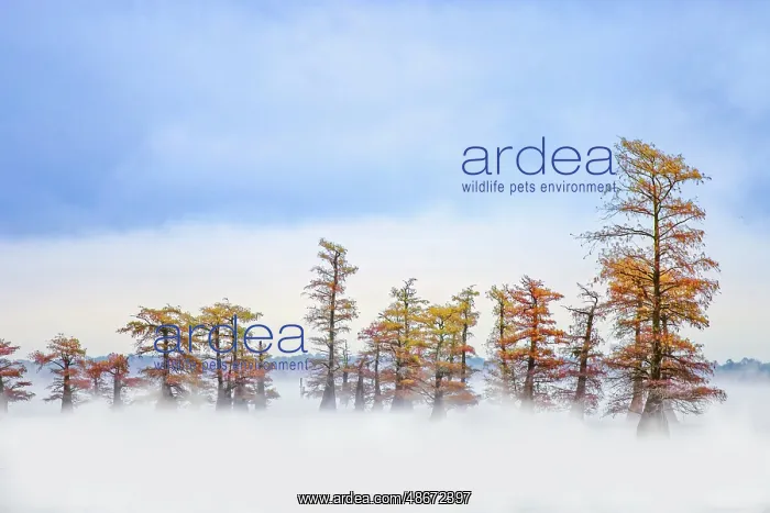 : Morning mist and autumn colors on Caddo Lake, Texas : Morning mist and autumn colors on Caddo Lake, Texas