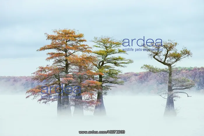 : Morning mist and autumn colors on Caddo Lake, Texas : Morning mist and autumn colors on Caddo Lake, Texas
