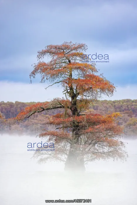  : Morning mist and autumn colors on Caddo Lake, Texas