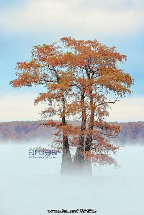 : Morning mist and autumn colors on Caddo Lake, Texas : Morning mist and autumn colors on Caddo Lake, Texas