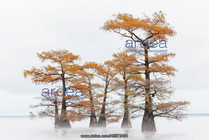 : Morning mist and autumn colors on Caddo Lake, Texas : Morning mist and autumn colors on Caddo Lake, Texas