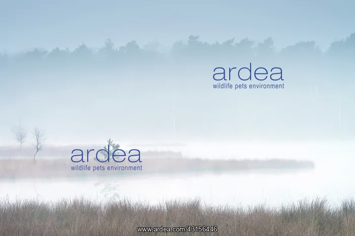 : Morning mist over a fen with treetops in the background : Morning mist over a fen with treetops in the background