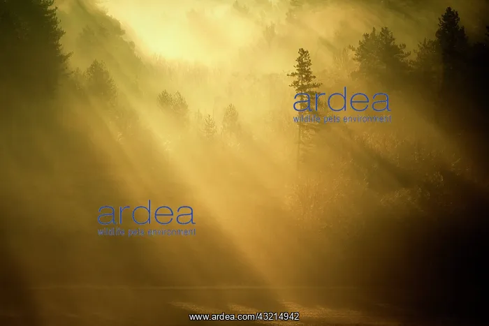 : Morning mist over the forest, Sacy, Yonne, Burgundy : Morning mist over the forest, Sacy, Yonne, Burgundy