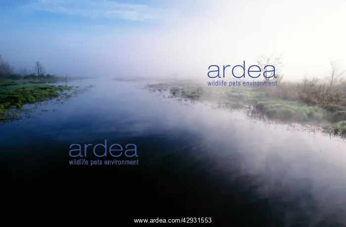 : Morning MIST - rising from river, early morning : Morning MIST - rising from river, early morning