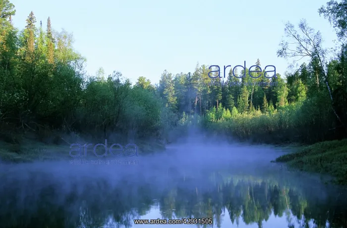 : Morning mist over river Negustyah, a tributary : Morning mist over river Negustyah, a tributary