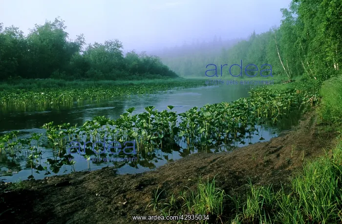 : Morning mist over river Serga : Morning mist over river Serga