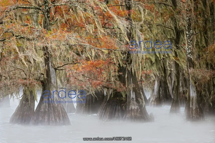 : Morning mist on southern swamp, Caddo Lake, Texas : Morning mist on southern swamp, Caddo Lake, Texas