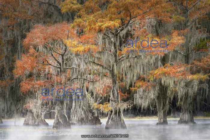 : Morning mist on southern swamp, Caddo Lake, Texas : Morning mist on southern swamp, Caddo Lake, Texas