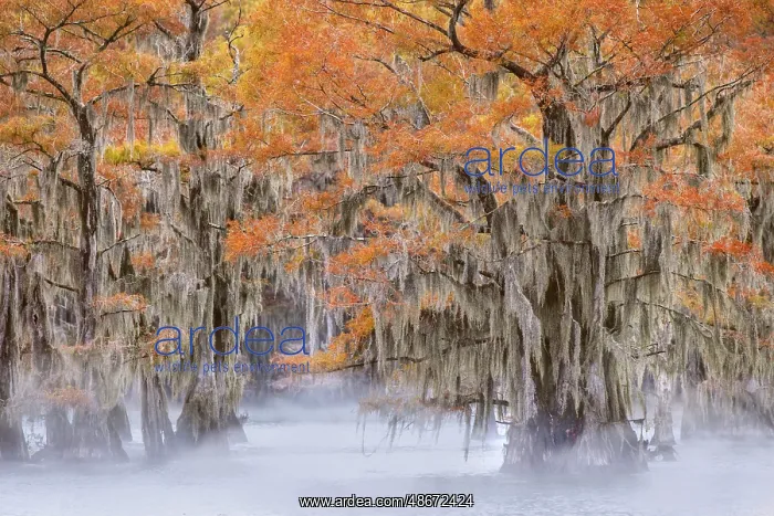 : Morning mist on southern swamp, Caddo Lake, Texas : Morning mist on southern swamp, Caddo Lake, Texas