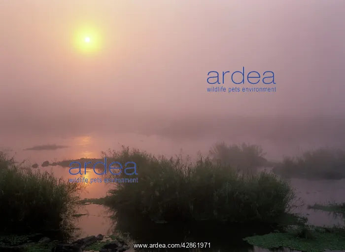 : Morning mist - sunrise over Sabie river with morning : Morning mist - sunrise over Sabie river with morning