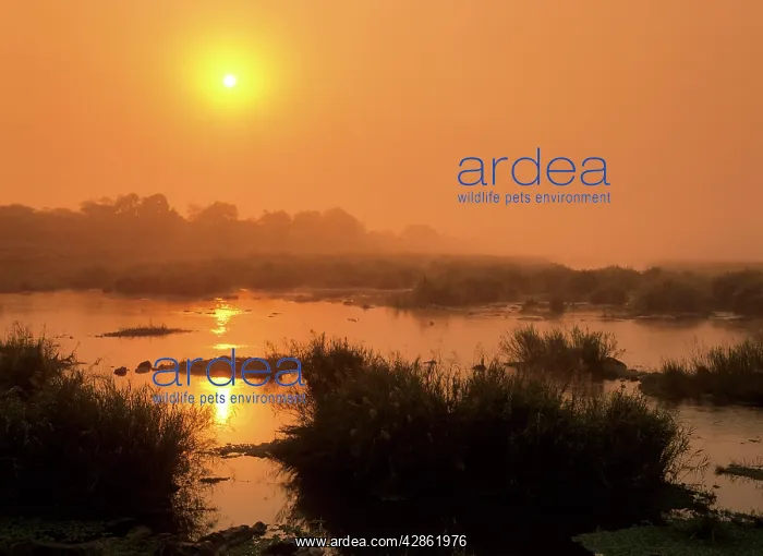: Morning mist - sunrise over Sabie river with morning : Morning mist - sunrise over Sabie river with morning