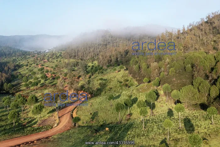 : Morning mist in the uplands of the Huelva province : Morning mist in the uplands of the Huelva province