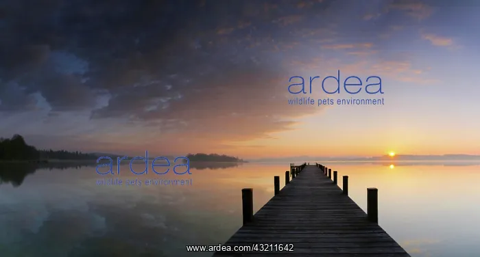 : Morning mood, jetty on Woerthsee Lake, panoramic : Morning mood, jetty on Woerthsee Lake, panoramic