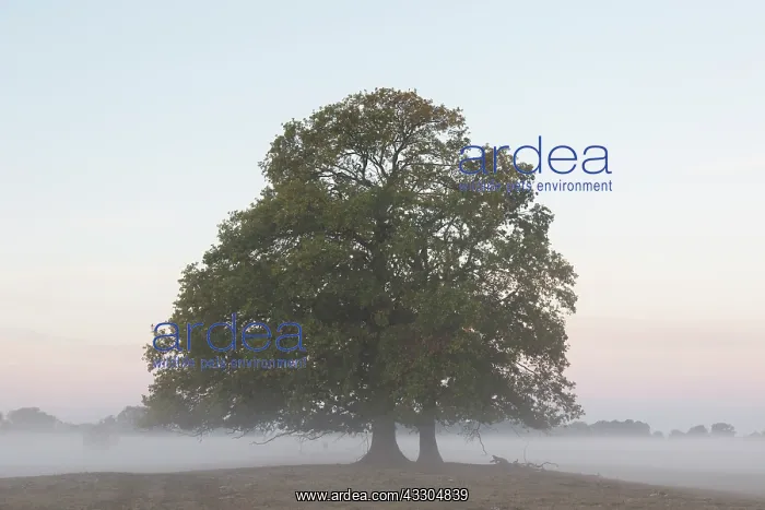 : Morning at river Elbe at Lower Saxonian Elbe Valley : Morning at river Elbe at Lower Saxonian Elbe Valley