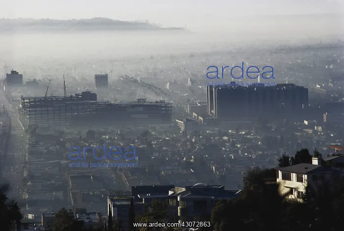 : Morning Smog, LA : Morning Smog, LA