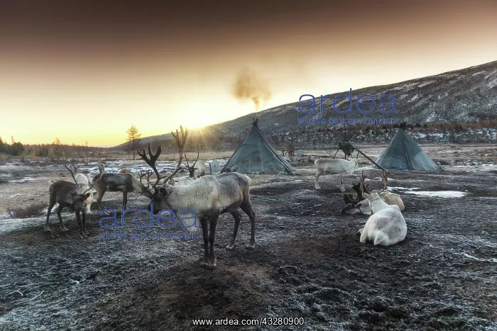 : Morning in Tsaatan (reindeer herders) area. Ulaan : Morning in Tsaatan (reindeer herders) area. Ulaan