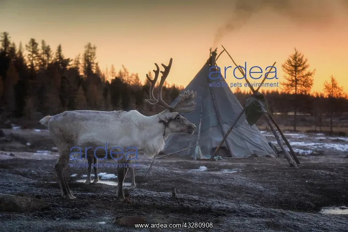 : Morning in Tsaatan (reindeer herders) area. Ulaan : Morning in Tsaatan (reindeer herders) area. Ulaan