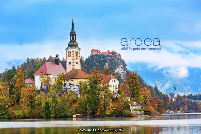 : Morning view of Lake Bled with Church of the Assumption : Morning view of Lake Bled with Church of the Assumption