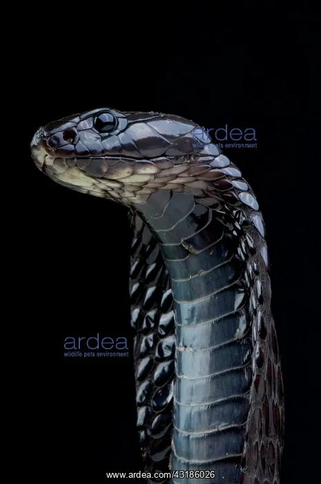 : Moroccan cobra (Naja legionis), Morocco : Moroccan cobra (Naja legionis), Morocco