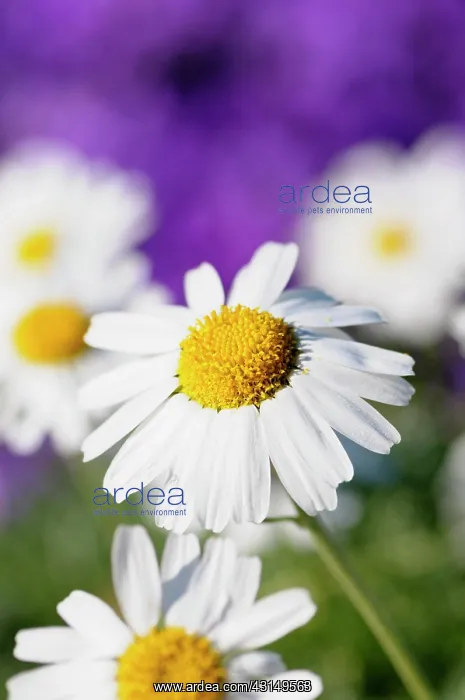 : Moroccan daisy, Rhodanthemum hosmariense, Close up of White : Moroccan daisy, Rhodanthemum hosmariense, Close up of White