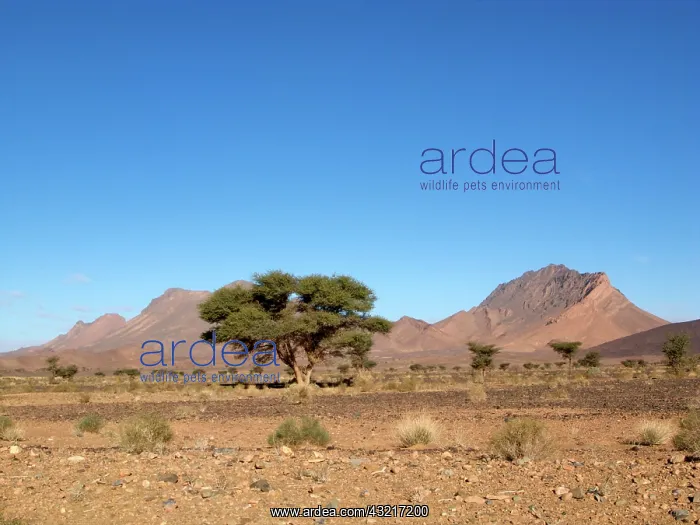 : Moroccan desert landscape : Moroccan desert landscape