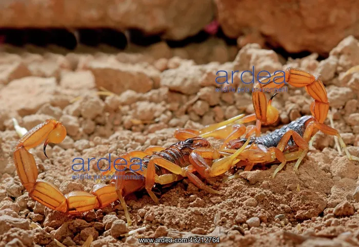 : Moroccan scorpion (Buthus mardochei), pair at mating : Moroccan scorpion (Buthus mardochei), pair at mating