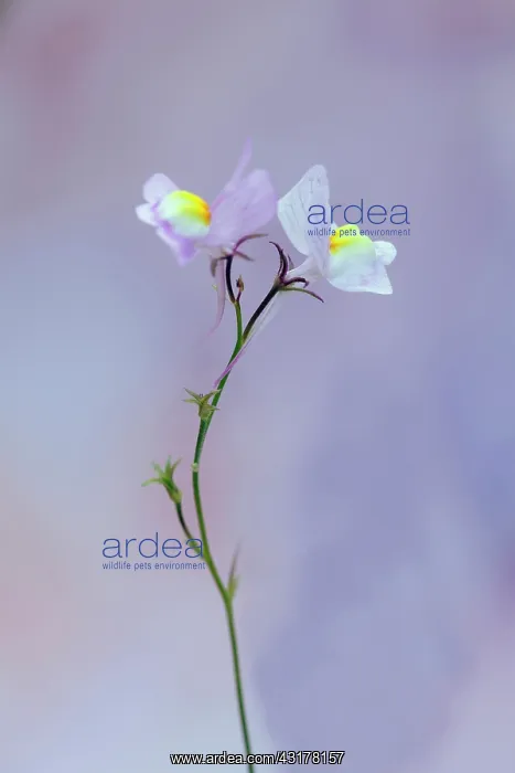 : Moroccan toadflax, Linaria maroccanan, Side view : Moroccan toadflax, Linaria maroccanan, Side view