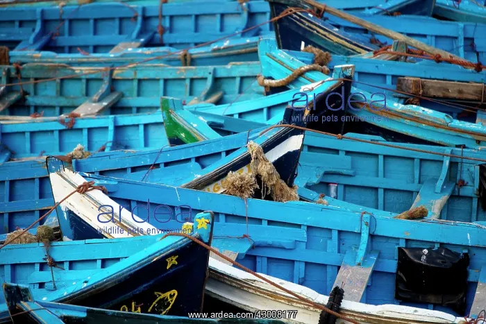  : Morocco blue fishing boats