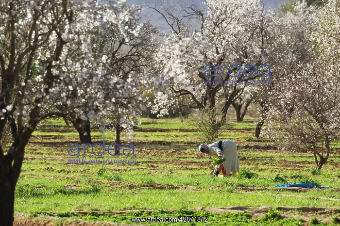 : Morocco - The almond blossom in the fertile Dades : Morocco - The almond blossom in the fertile Dades
